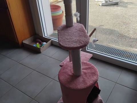 Arbre a chat 30 29730 Treffiagat