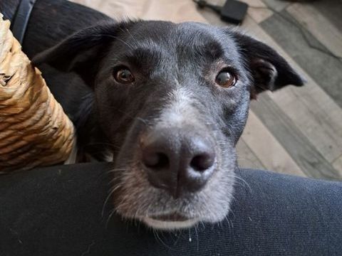 Nelu petit croisé de 2 ans 280 86600 Lusignan