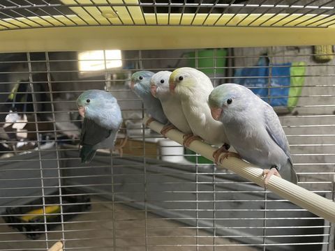 Tou&iuml; Celeste 60 44110 Ch�teaubriant