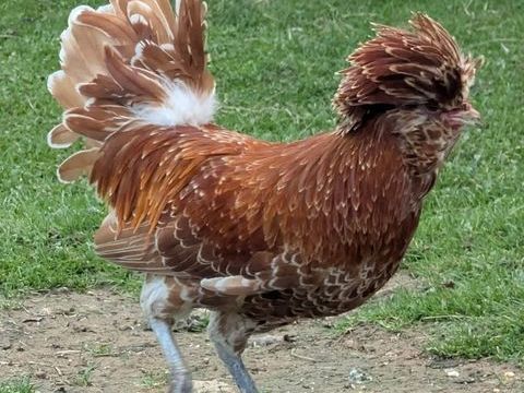 Coq Padoue chamois&eacute;e 15 85130 La verrie