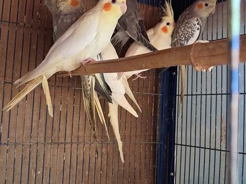 CALOPSITES 25 31370 B�rat