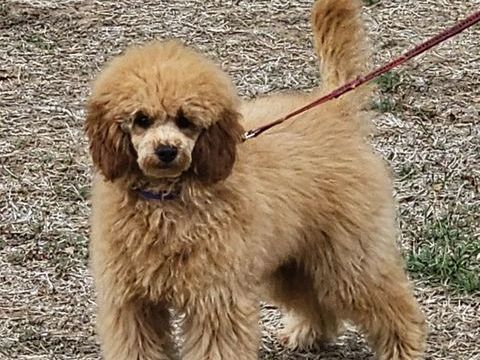caniche nain male 5 mois  fauve abricot 1200 72120 Saint-calais