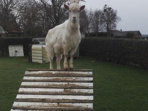 Je souhaite me s&eacute;parer de mon bouc d'un an 100 76950 Les grandes-ventes
