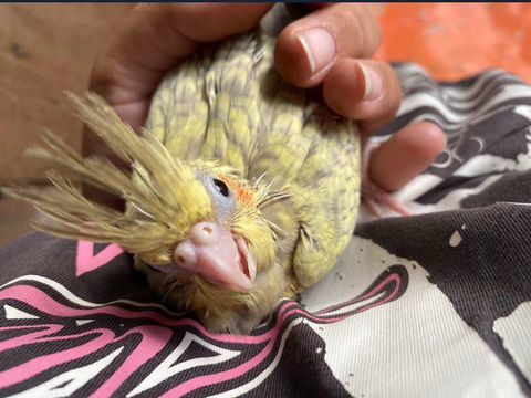 Calopsitte eam 80 17200 Royan