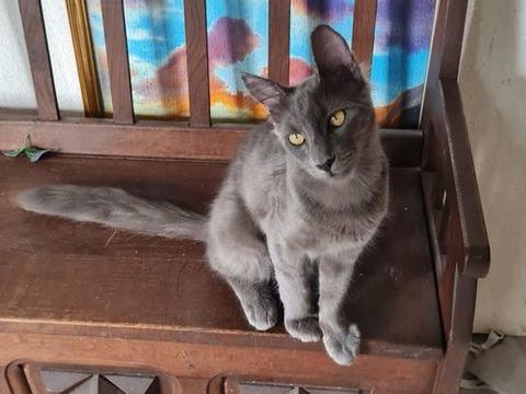 Chatons m&acirc;les st&eacute;rilis&eacute;s AngoraTurc 900 01460 Montréal-la-cluse