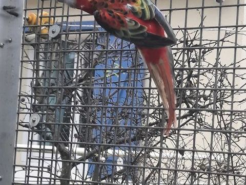 Omnicolore femelle opaline 80 61000 Alen�on