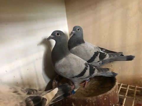 Pigeon 2026 issu des champions Porsche 911  X Kittel X Finn 50 93420 Villepinte