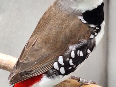 Diamant gouttelette 50 76250 D�ville-l�s-rouen