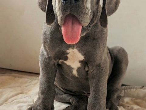 Chiots dogue allemand bleus LOF 2000 56130 Nivillac