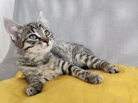 Nous donnons gratuitement 5 adorables chatons 0 49000 Angers
