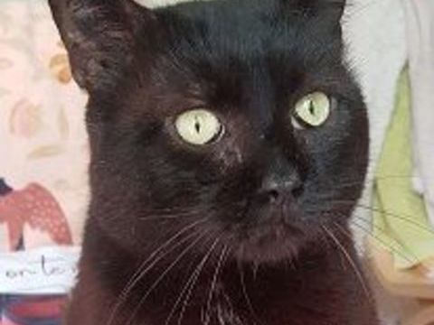 NION CHAT NOIR 7 ANS 1/2 195 92260 Fontenay-aux-roses