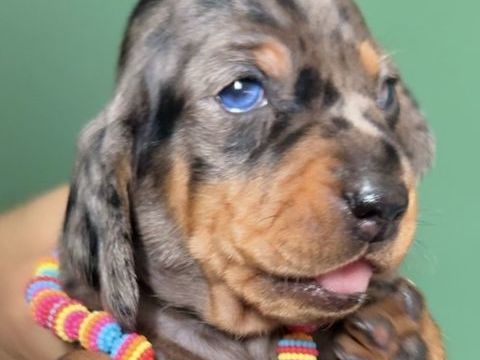 Teckel arlequine bleu naine poil ras yeux bleu magnifique 3800 30210 Argilliers