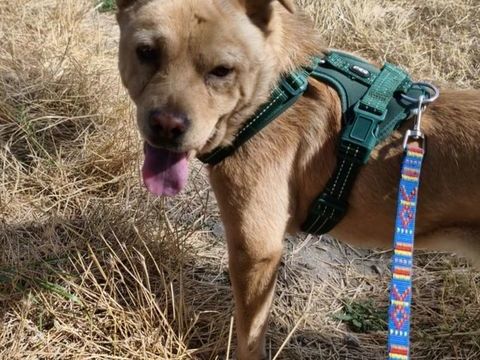 A L'ADOPTION BONNIE 0 75018 Paris