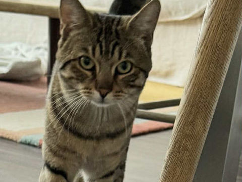 Simba jeune chat doux idéal pour famille ou personne seule 180 93230 Romainville