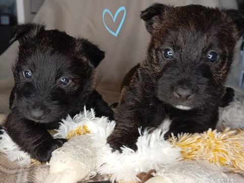 Chiots Scottish terrier. 1100 79200 Parthenay