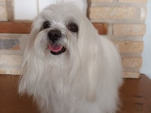 Saillie Bichon Maltais 250 62500 Clairmarais
