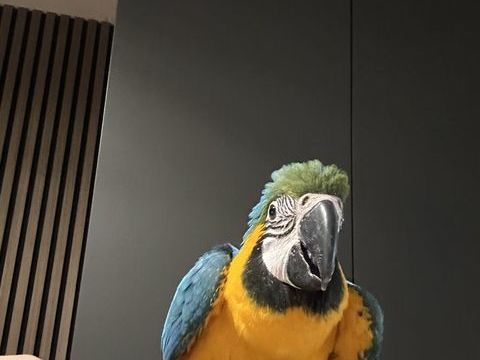 Ara bebe 1350 59000 Lille