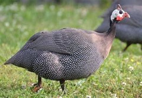 Pintade 23 77540 Courpalay