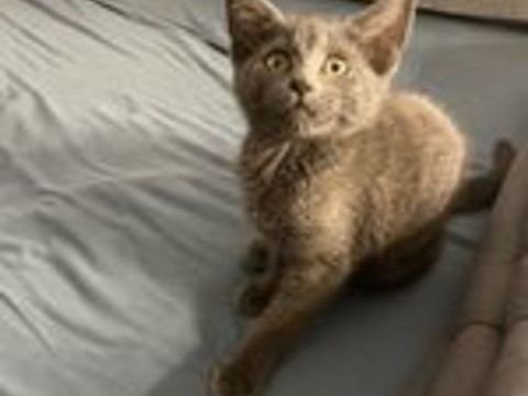   Chatons  