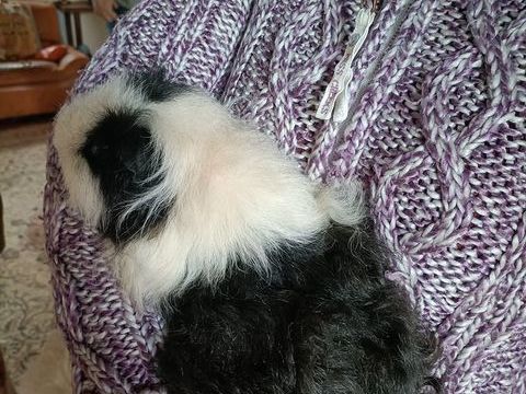 Cochons d'Inde à donner 0 28210 Brchamps