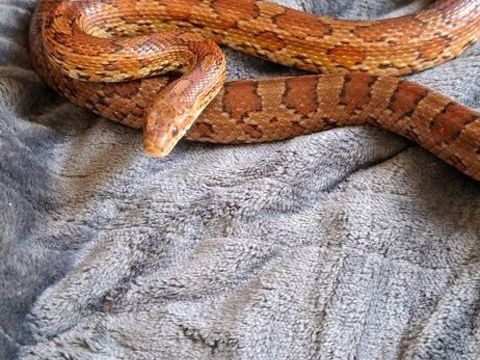 Serpent des bl&eacute;s, m&acirc;le adulte 70 59148 Flines-lez-raches