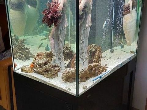 Aquarium defish 1500 29940 La for�t-fouesnant