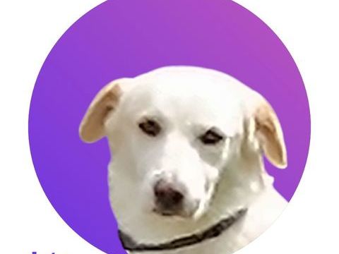 Léo 300 28000 Chartres