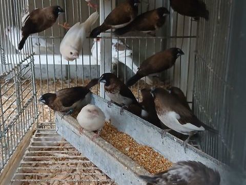 Lot moineaux du Japon 5 44150 Ancenis