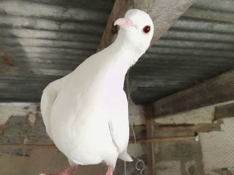 colombe blanche et tourterelle grise 5 44150 Ancenis