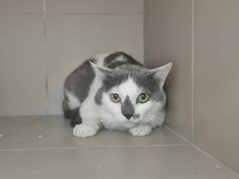 KOOKAI 200 26700 Pierrelatte