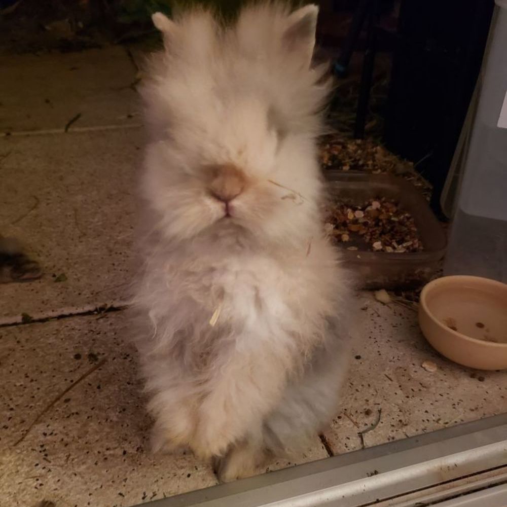   petit lapin angora à tête de lion beige/crème 