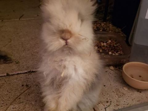 petit lapin angora &agrave; t&ecirc;te de lion beige/cr&egrave;me 50 83400 Hyères