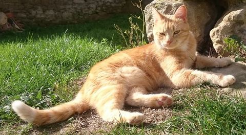 Chat Perdu 0 09500 Sainte-foi