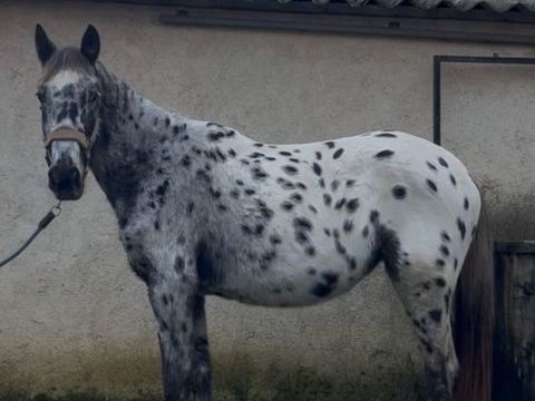 Jument 3 ans de couleur 3000 23600 Leyrat