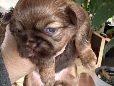 Chiot femelle shih tzu chocolat NON-lof a r&eacute;server 1200 61230 Cisai-saint-aubin