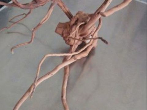 Bois d'araignée naturel 40*30 10 59200 Tourcoing