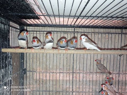 Mandarin 5 16410 Boux