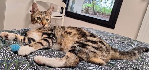 BORA FEMELLE TIGREE 1 AN 195 92260 Fontenay-aux-roses