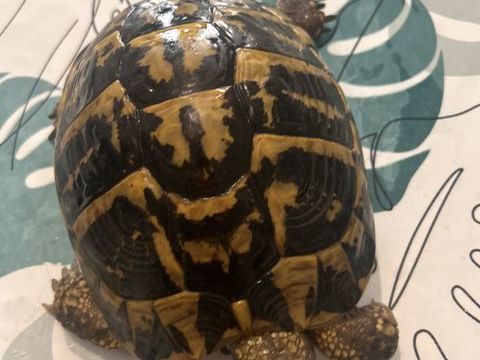 Tortue méditerranéenne femelle 20ans 450 30000 Nmes