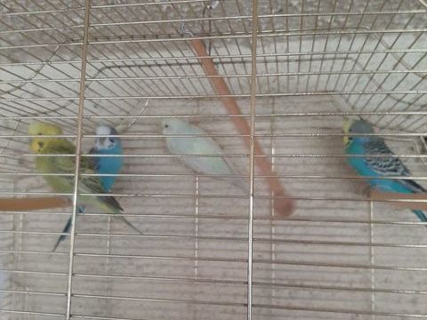 Perruches ondul&eacute;es 15 78420 Carri�res-sur-seine