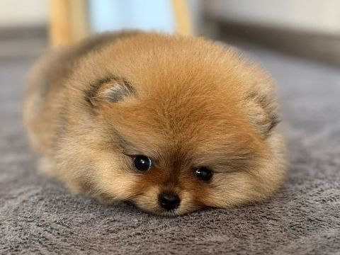 spitz poméranian femelle extra miniature LOF 2600 66100 Perpignan