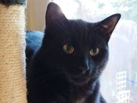 TCHOUTCHOU CHAT NOIR 4 ANS 1/2 195 92260 Fontenay-aux-roses