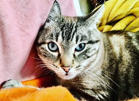 Chat BOUBA à l adoption 200 26400 Crest