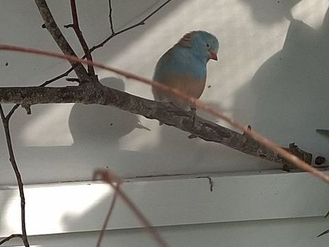 Cape bleue 0 64510 Assat