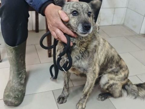 Sylka &agrave; l'adoption 200 26000 Valence