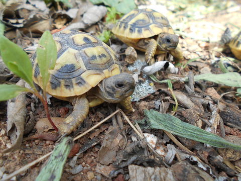 BB tortue de terre 60 83860 Nans-les-pins