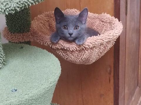 Magnifique chaton chartreux loof 1200 59000 Lille