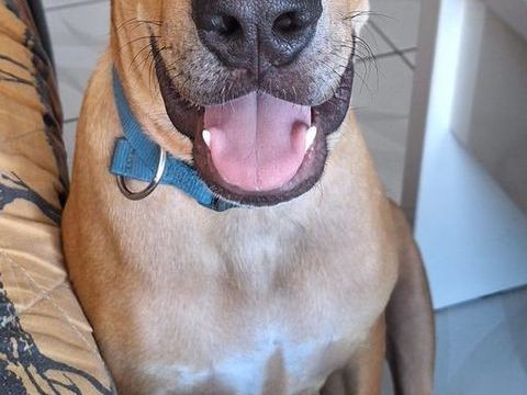 Barton, m&acirc;le crois&eacute; berger, n&eacute; le 15/06/2025 380 35000 Rennes