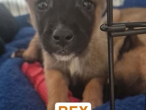 Chien REX à l adoption 300 07430 Davzieux