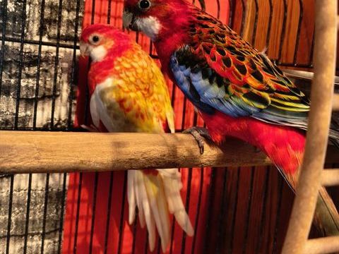 couple de perruches omnicolore 180 62140 Hesdin